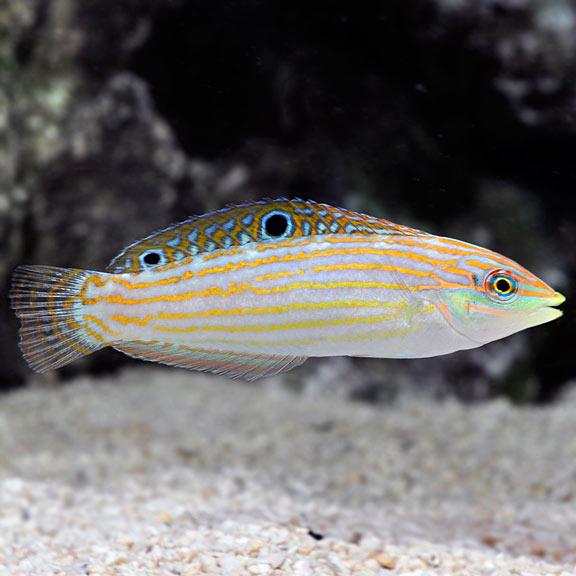 Adorned Wrasse (Halichoeres cosmetus) | Saltwater Aquarium for Fish ...