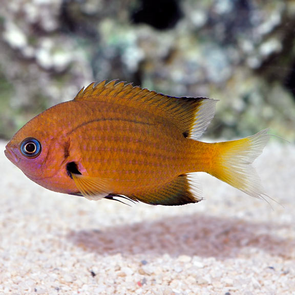 Chromis for Sale: Blue and Green Chromis and other Reef Species ...