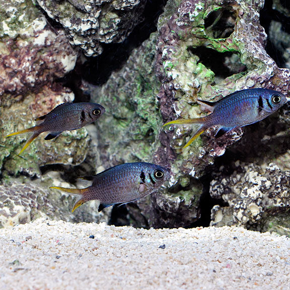 Chromis for Sale: Blue and Green Chromis and other Reef Species ...