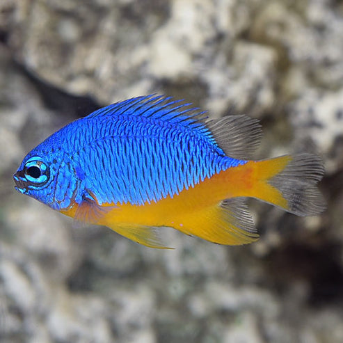 Azure Damselfish: Saltwater Aquarium Fish for Marine Aquariums ...