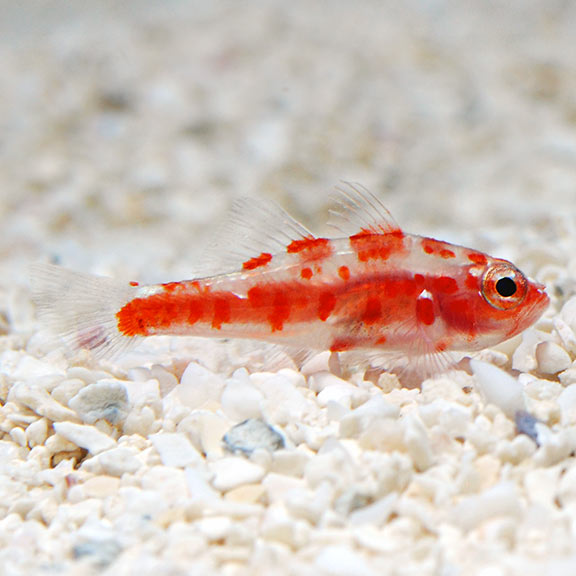 Trimma Goby