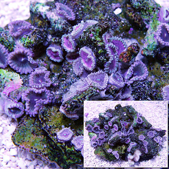 Colony Polyp, Dusty Diamonds – LiveAquaria