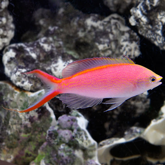 Anthyus Fish Anthias for Sale: Sunburst, Lyretail and other Anthias – LiveAquaria