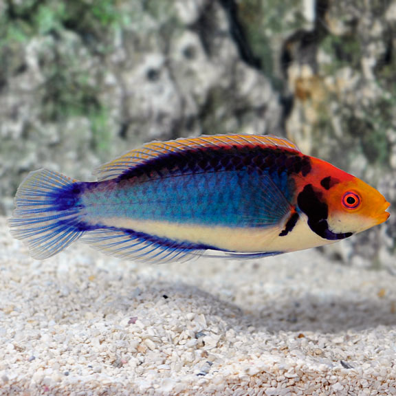 Red Head Solon Fairy Wrasse