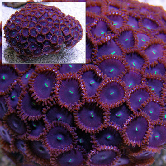 Button Polyp, Red People Eater