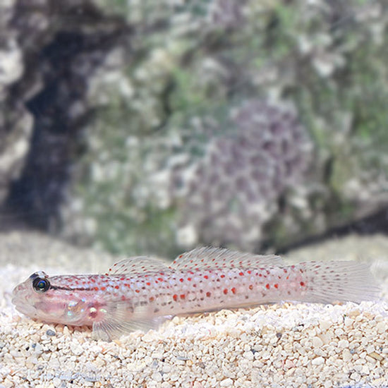 Decorated Goby – LiveAquaria
