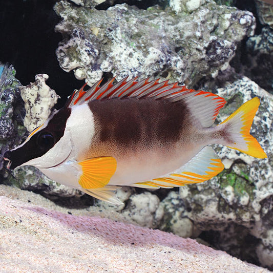 Lo Fish Foxface & Rabbitfish | Marine Fish β LiveAquaria
