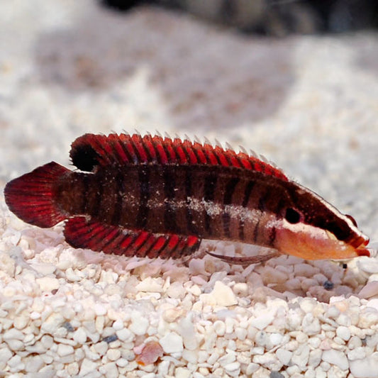 Banded Longfin Basslet