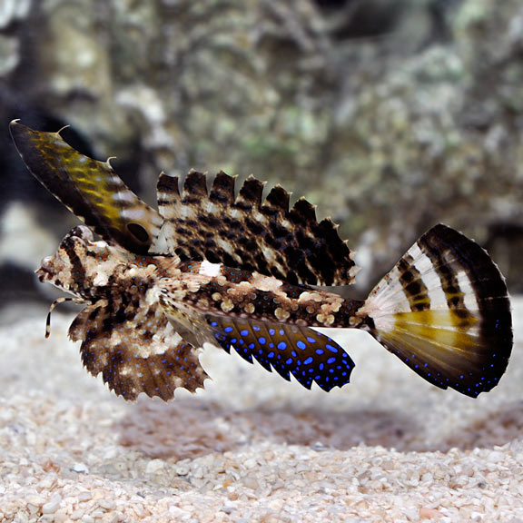 Fingered Dragonet – LiveAquaria