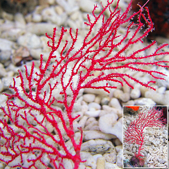 Red Sea Fan