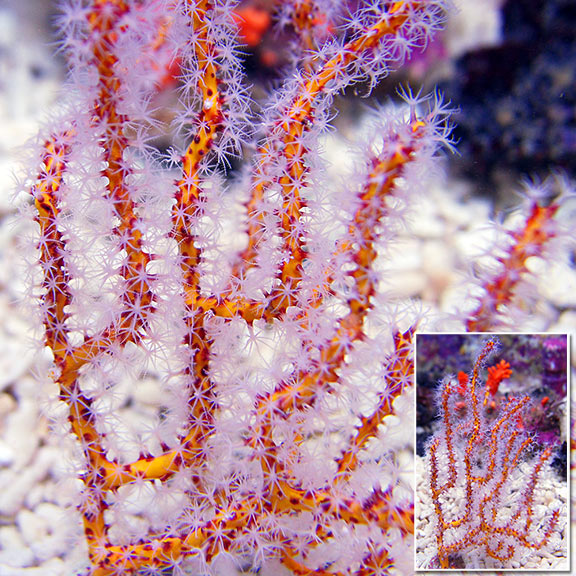 ellow Finger Gorgonian Sea Fan