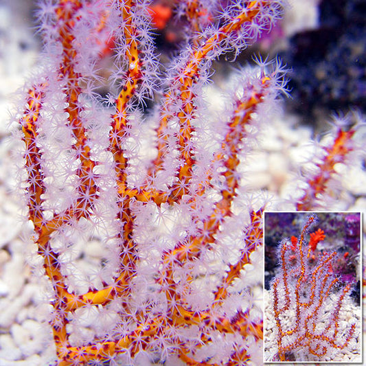 ellow Finger Gorgonian Sea Fan