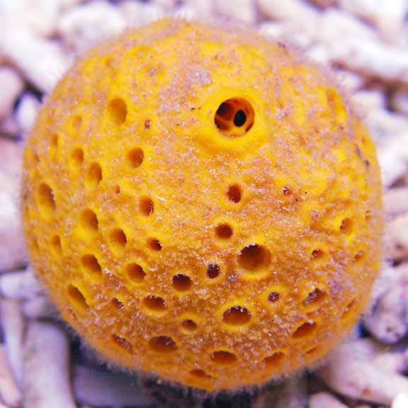 Sponge Moon Yellow Ball Sponge (Moon Sponge): Saltwater Aquarium Invertebrates ...