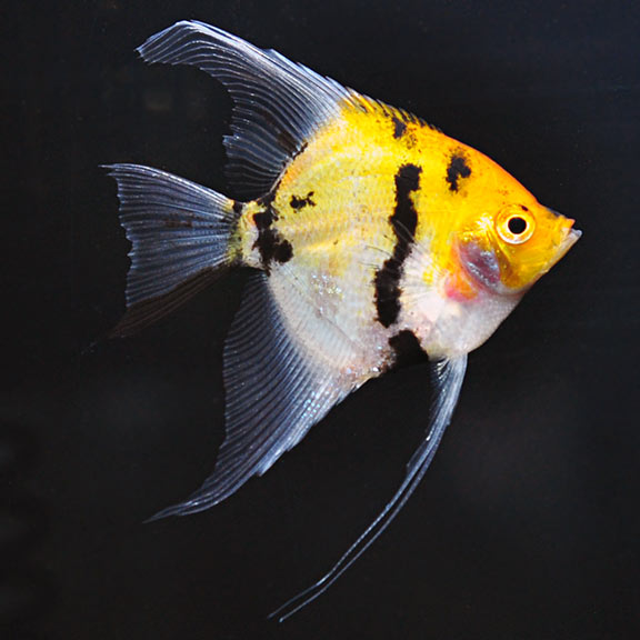 Blushing Angel: Freshwater Aquarium Fish – LiveAquaria
