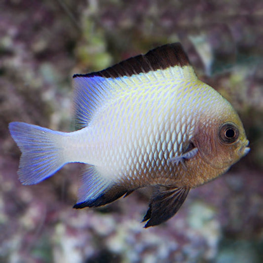 Marginated Damselfish
