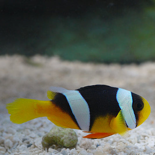 True Sebae Clownfish - Tank-Bred