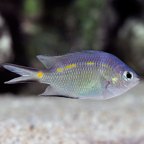 Chromis for Sale: Blue and Green Chromis and other Reef Species ...