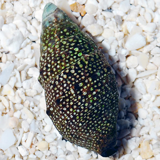 Docata Aquarium Snails: Sea Snail Species and Aquatic Saltwater Snails ...