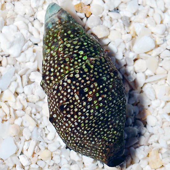 Cerith Snail: Saltwater Aquarium Invertebrates for Marine Aquariums ...