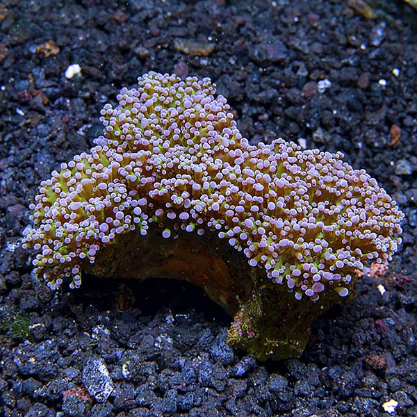 Frogspawn Coral - Branched