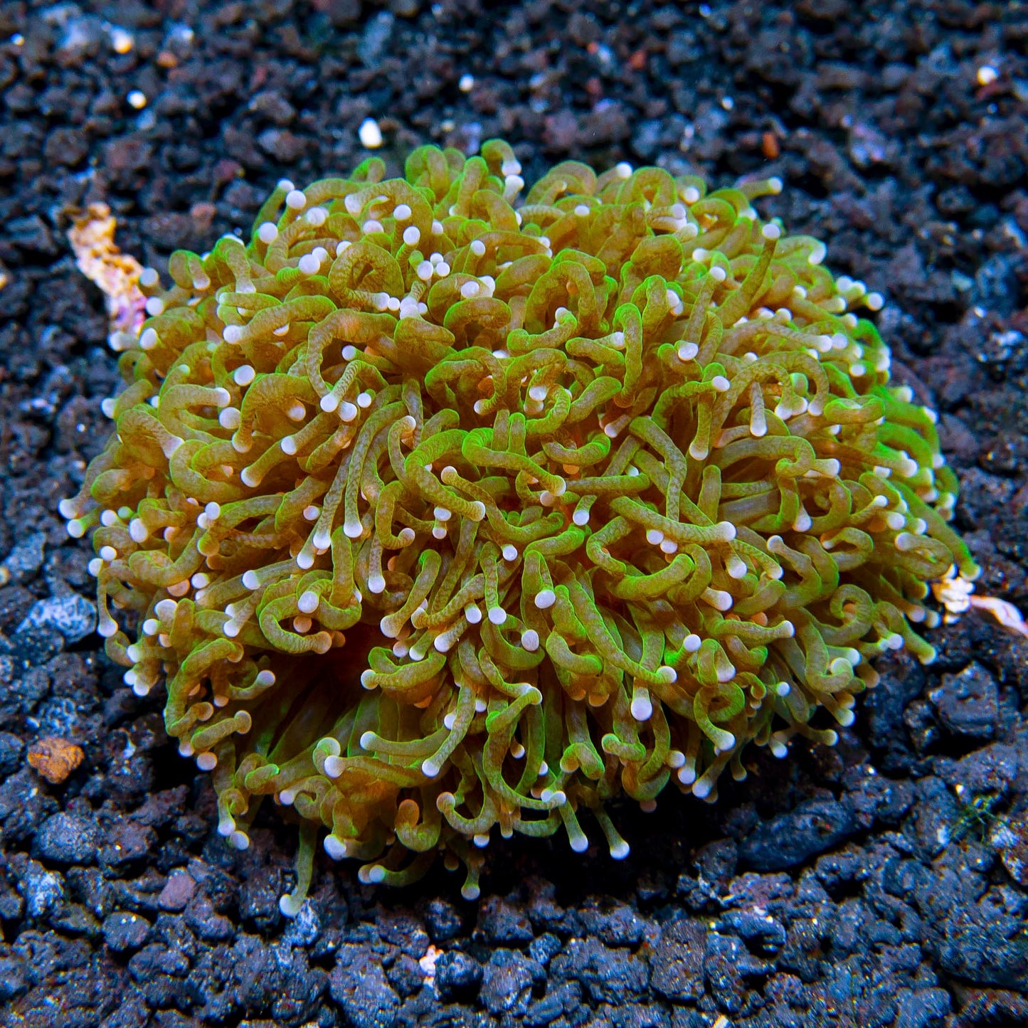 Torch Coral