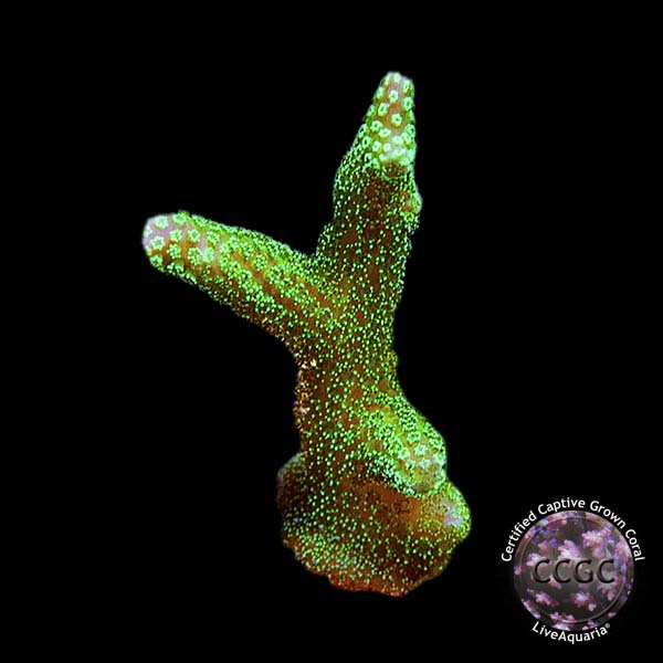 Enchanted Forest Green Birdsnest Coral