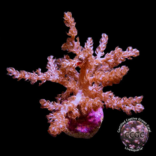 Taro Tree Coral - Aquacultured