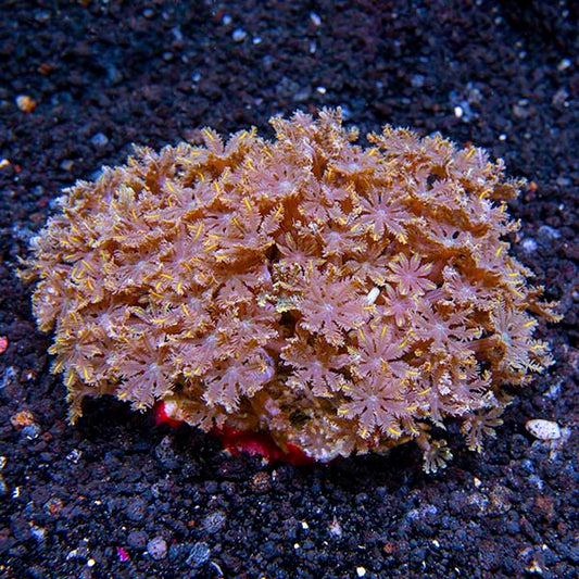 Glove Polyp
