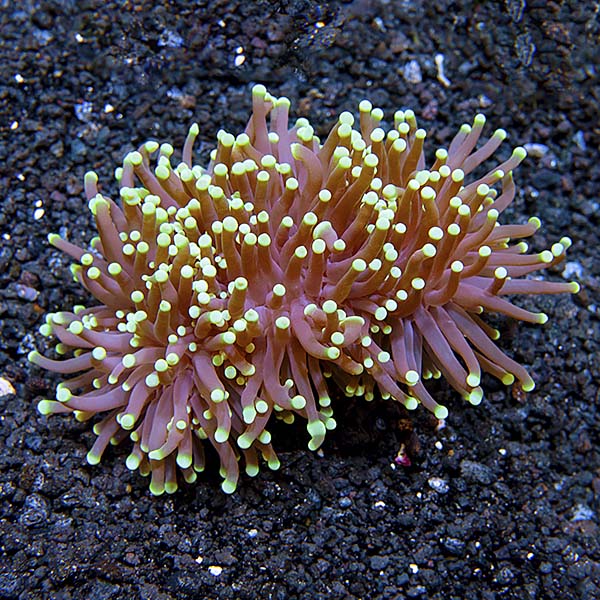 Torch Coral