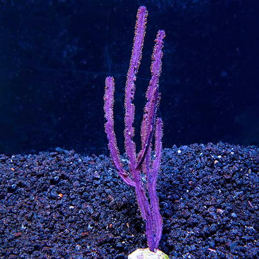 Purple Ribbon Gorgonian Sea Fan