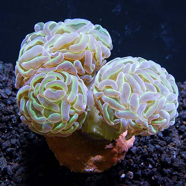 USA Aquacultured Bicolor Hammer Coral – LiveAquaria