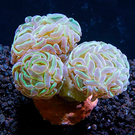 USA Aquacultured Bicolor Hammer Coral
