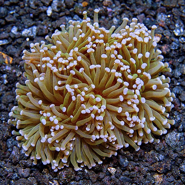 Torch Coral