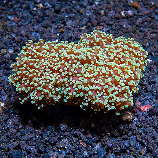 Frogspawn Coral - Branched