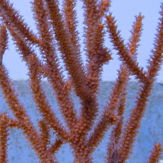 Rusty Gorgonian Sea Fan