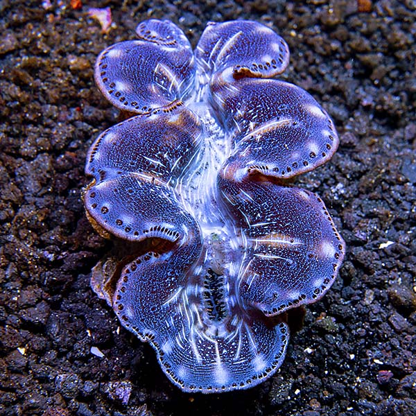 Maxima Clam First Grade, Aquacultured