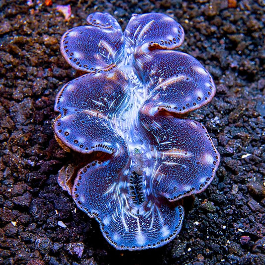 Maxima Clam First Grade, Aquacultured