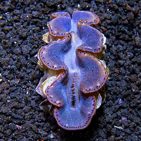 Maxima Clam First Grade, Aquacultured