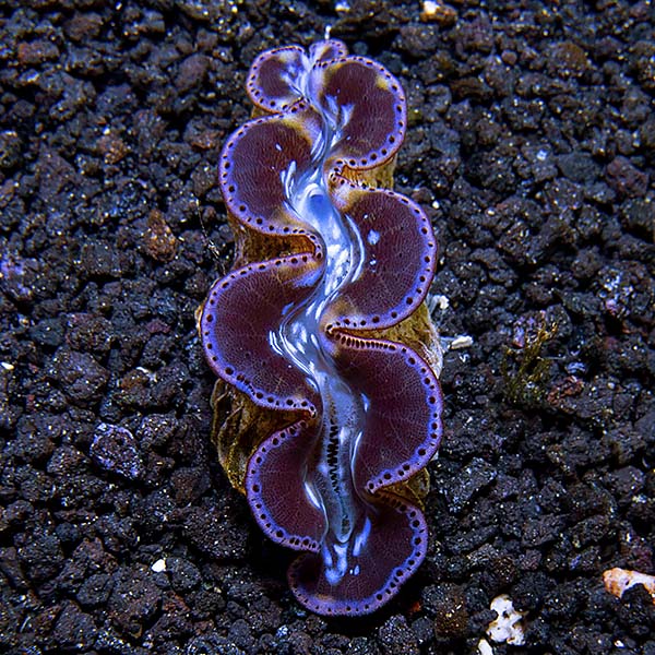 Maxima Clam First Grade, Aquacultured
