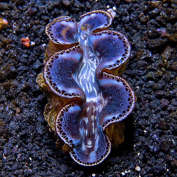 Maxima Clam First Grade, Aquacultured