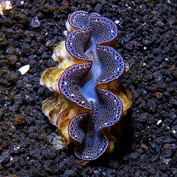 Maxima Clam First Grade, Aquacultured