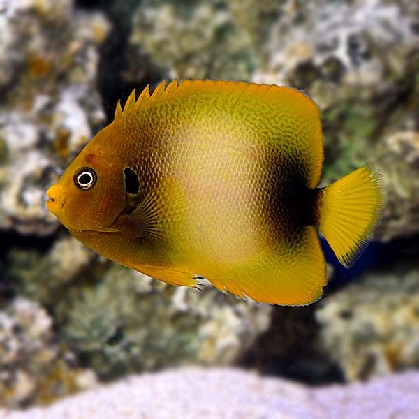 West African Angelfish
