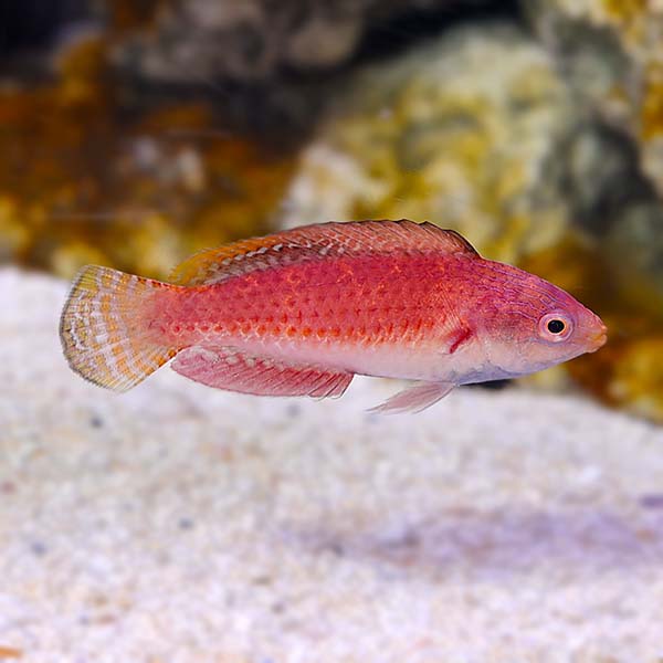 Blue Throat Fairy Wrasse