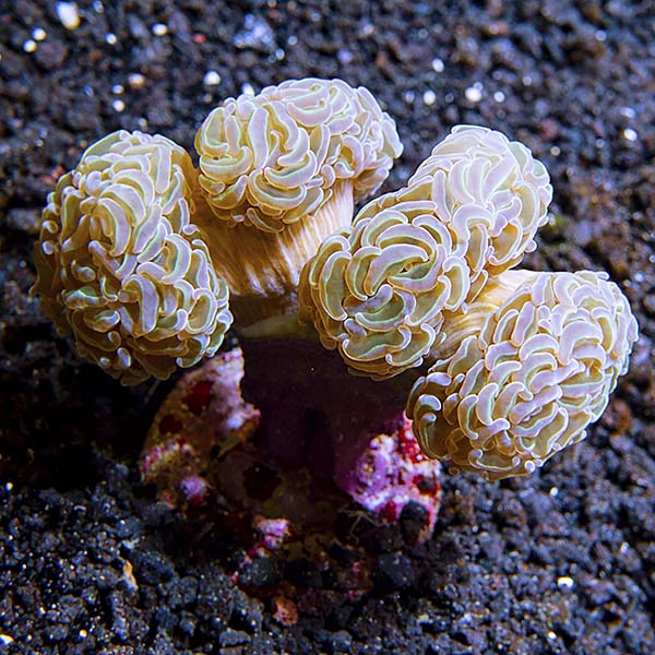 Hammer / Anchor Coral, Branching