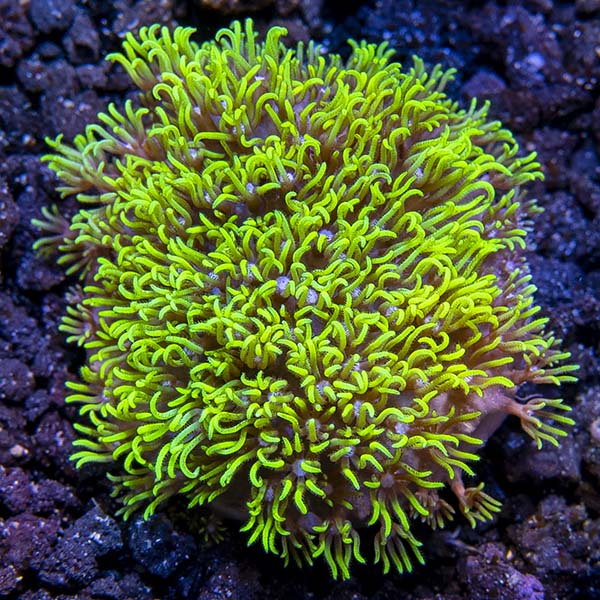 Premium Aquacultured Beginner Soft Coral Packs