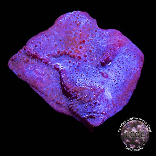 LiveAquaria® Red, White, and Blue Coral Pack