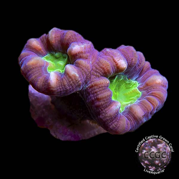 Blue Spruce Caulastrea - Aquacultured