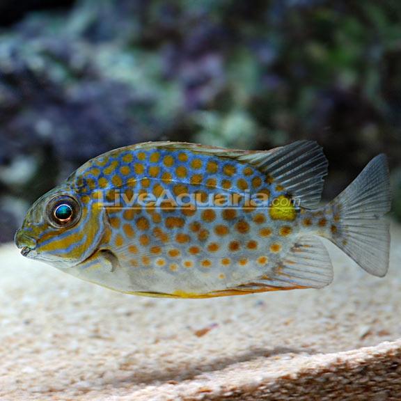 Yellow Blotch Rabbitfish: Saltwater Aquarium Fish for Marine Aquariums ...