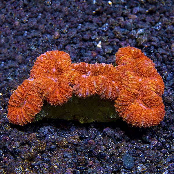 Brain Coral, Lobophyllia