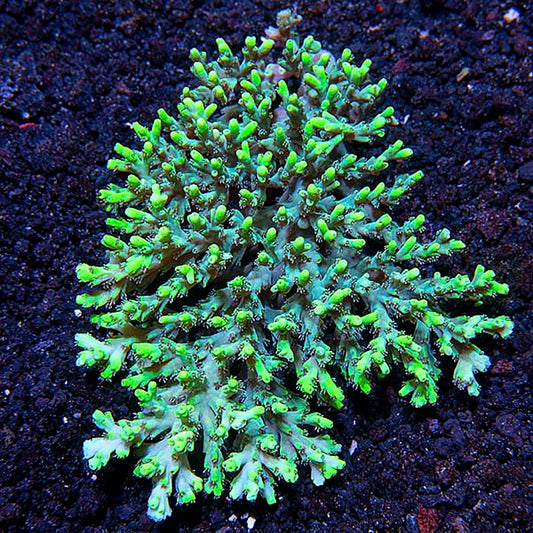 Assorted Aussie Acropora Coral 3 Pack